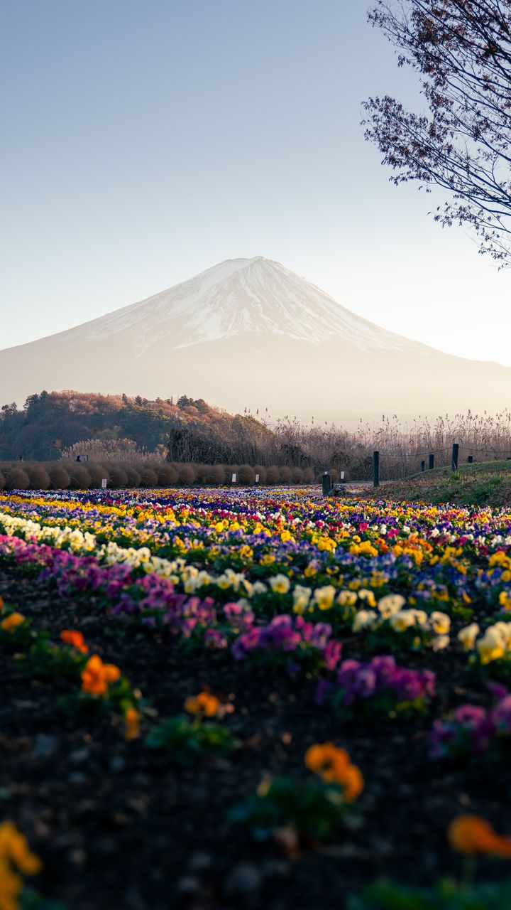 Mount Fuji rising above rows of purple, yellow and orange pansies.