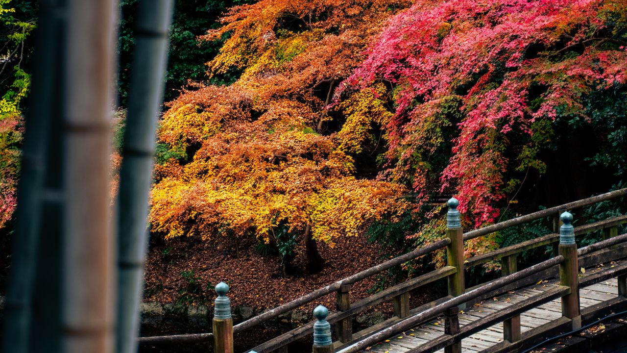 Orange and crimson maples above a wooden footbridge, seen past bamboo.