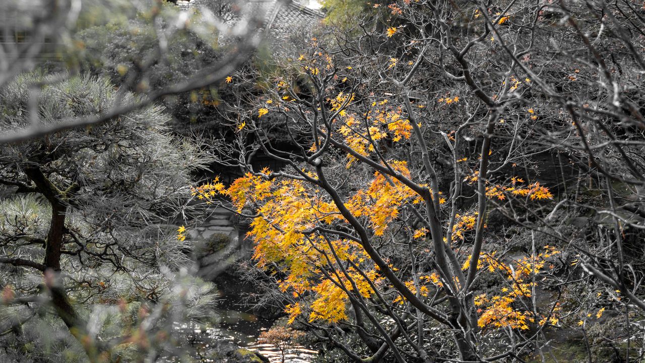 Golden maple leaves glowing among bare grey branches.