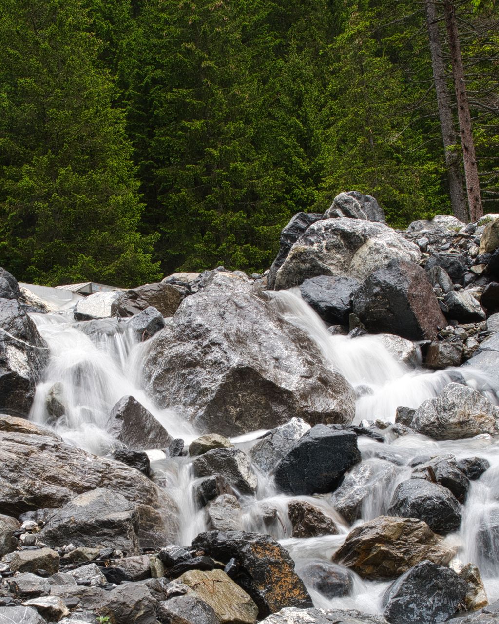 A mountain stream tumbling over dark boulders in front of a pine forest.